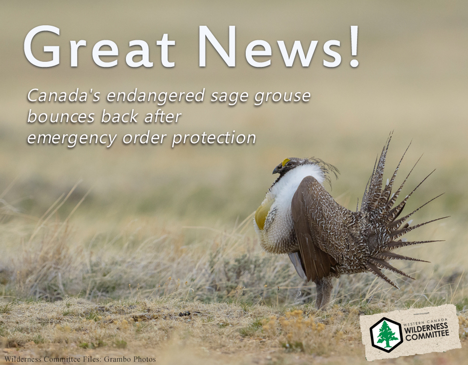 Endangered Greater sagegrouse population on the rise in SK and AB